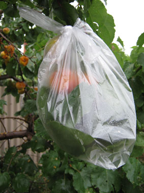 apricots_pecked_and_bagged_2