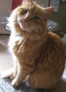 orange cat sitting on a lino block