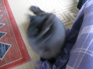 Photo of black cat shaking its head. There's a cool movement effect