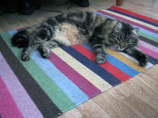 grey fluffy cat lying on a stripey rug