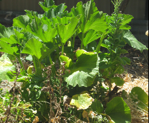zucchiniplant