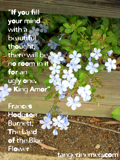 blue-flowers-beautiful-thought