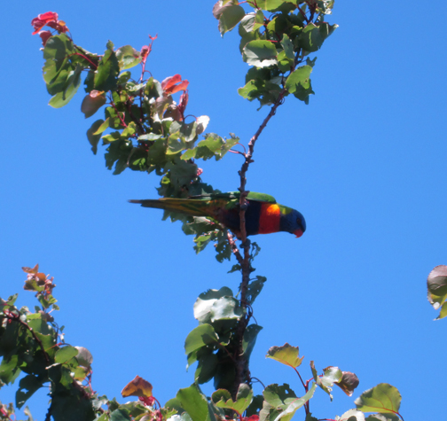lorikeet-bluesky