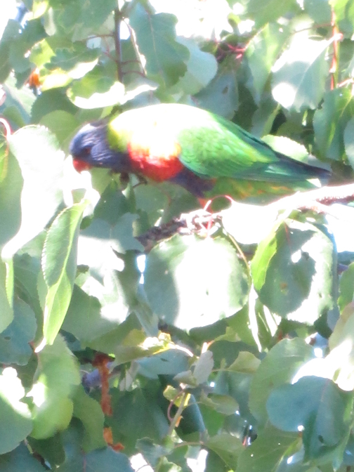 softlight-lorikeet