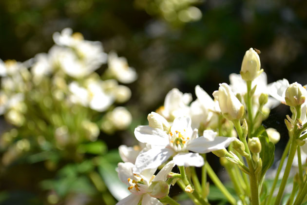 LittleAdelaideKate_jonquils_20