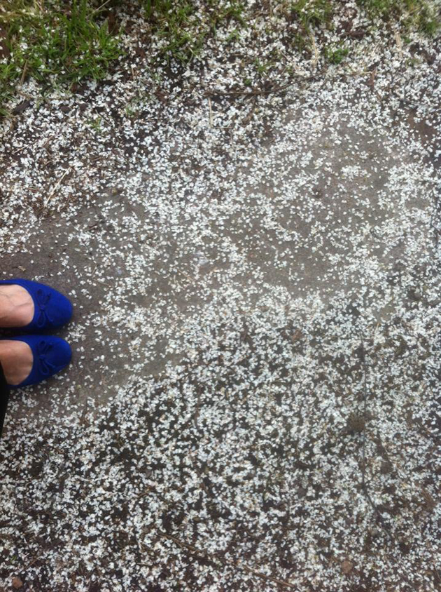 feet in blue shoes standing amongst tiny white petals which cover the grey ground