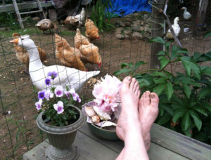 propped up feet keeping company with ducks geese chickens