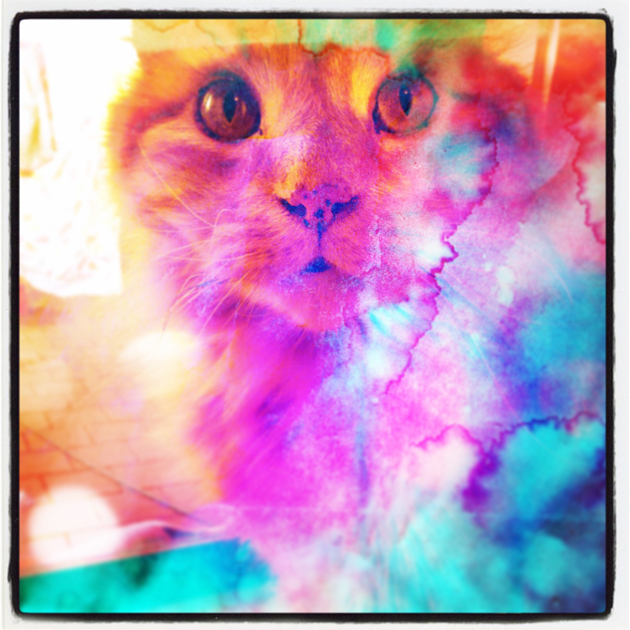 OrangeCat_doubleexp_insta_630